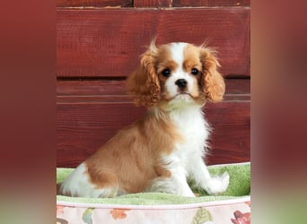 Cavalier King Charles Spaniel