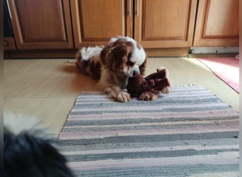 Zuhause gesucht für Muki – Ein Herz auf vier Pfoten 