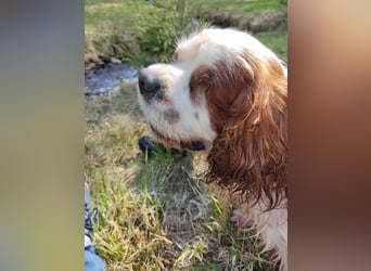 Zuhause gesucht für Muki – Ein Herz auf vier Pfoten 