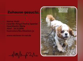 Zuhause gesucht für Muki – Ein Herz auf vier Pfoten 