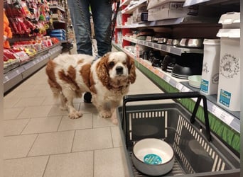 Zuhause gesucht für Muki – Ein Herz auf vier Pfoten 