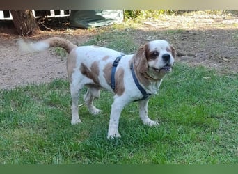 Zuhause gesucht für Muki – Ein Herz auf vier Pfoten 