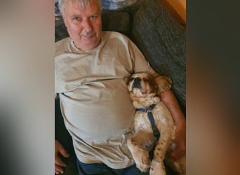 Zuhause gesucht für Muki – Ein Herz auf vier Pfoten 