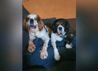 Zuhause gesucht für Muki – Ein Herz auf vier Pfoten 