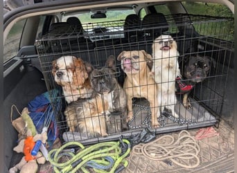 Zuhause gesucht für Muki – Ein Herz auf vier Pfoten 