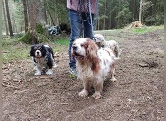 Zuhause gesucht für Muki – Ein Herz auf vier Pfoten 