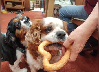 Zuhause gesucht für Muki – Ein Herz auf vier Pfoten 