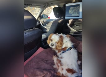 Zuhause gesucht für Muki – Ein Herz auf vier Pfoten 