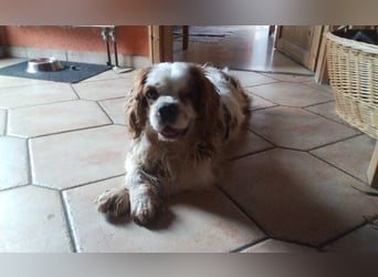 Zuhause gesucht für Muki – Ein Herz auf vier Pfoten 