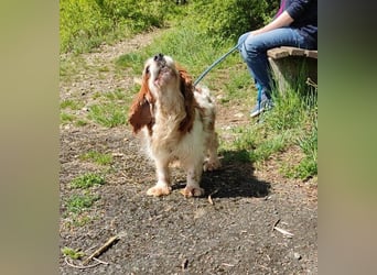 Zuhause gesucht für Muki – Ein Herz auf vier Pfoten 
