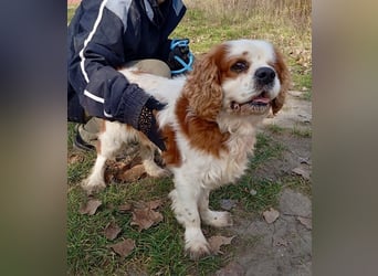 Zuhause gesucht für Muki – Ein Herz auf vier Pfoten 