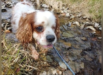 Zuhause gesucht für Muki – Ein Herz auf vier Pfoten 