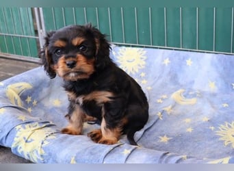 Süsser black and tan Welpe - Rüde