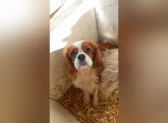 Zsuzsi PP - Cavalier-Lady sucht warmes Körbchen