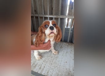 Honey2 PP – Hündin sucht liebevolles Für-immer-Zuhause