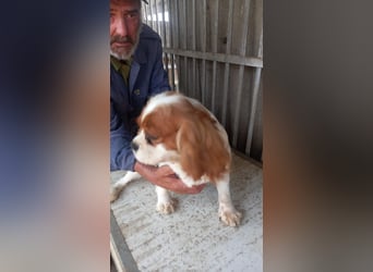 Honey2 PP – Hündin sucht liebevolles Für-immer-Zuhause