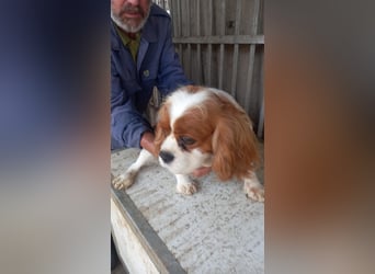 Honey2 PP – Hündin sucht liebevolles Für-immer-Zuhause