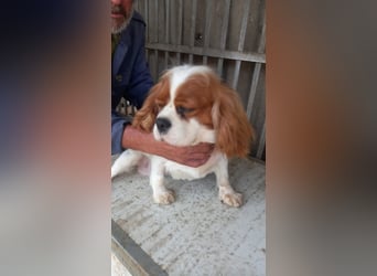 Honey2 PP – Hündin sucht liebevolles Für-immer-Zuhause