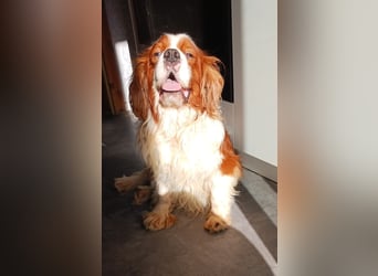 Cavi, hübscher Cavalier King Charles Spaniel
