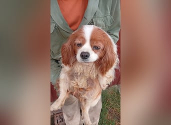 Ribizli, hübsche Cavalier King Charles Spaniel Hündin geb. 01/2019