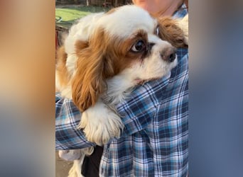 Amanda, hübsches Cavalier King Charles Mädchen geb.03/2019