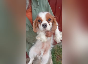 Lesszi, junge, liebe Cavalier King Charles Spaniel Hündin geb. 03/2024