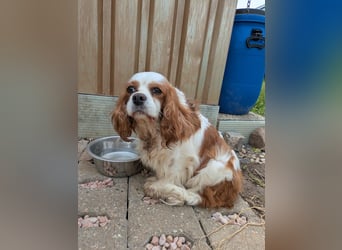 Amanda, süße Cavalier King Charles Dame geb. 03/2019