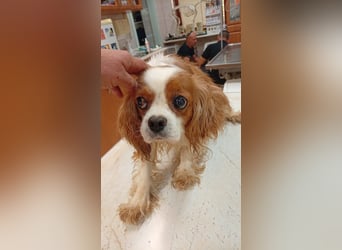 April, süße Cavalier King Charles Spaniel Hündin geb. 02/2018