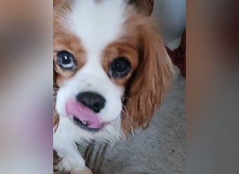 Alaska, süße Cavalier King Charles Spaniel Hündin geb. 02/2018