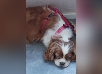 Maszi, schüchterne Cavalier King Charles Spaniel Hündin geb.12/2019