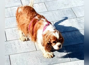 Maszi, schüchterne Cavalier King Charles Spaniel Hündin geb.12/2019