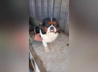 Bernie, liebes Cavalier King Charles Spaniel Mädchen geb. 05/2021