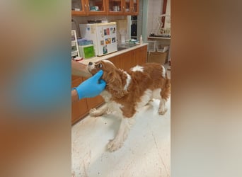 Collie, süße Cavalier King Charles Spaniel Hündin geb. 12/2021