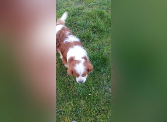Cavi, hübscher Cavalier King Charles Spaniel