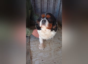 Bernie, liebes Cavalier King Charles Spaniel Mädchen geb. 05/2021
