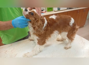 Collie, süße Cavalier King Charles Spaniel Hündin geb. 12/2021