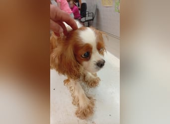 April, süße Cavalier King Charles Spaniel Hündin geb. 02/2018