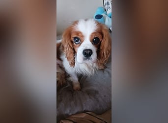 Alaska, süße Cavalier King Charles Spaniel Hündin geb. 02/2018