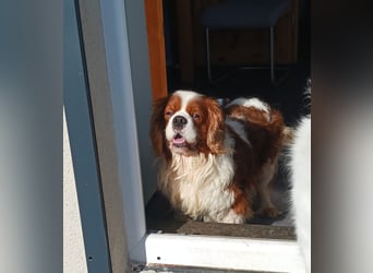 Cavi, hübscher Cavalier King Charles Spaniel