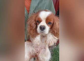 Alaska, süße Cavalier King Charles Spaniel Hündin geb. 02/2018
