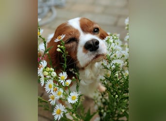 Panka, liebe Cavalier King Charles Spaniel Hündin geb. 12/2017