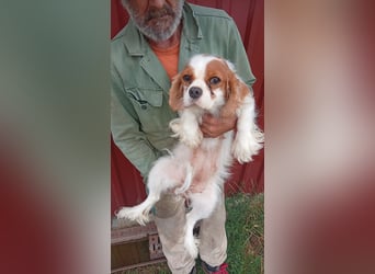 Lesszi, junge, liebe Cavalier King Charles Spaniel Hündin geb. 03/2024