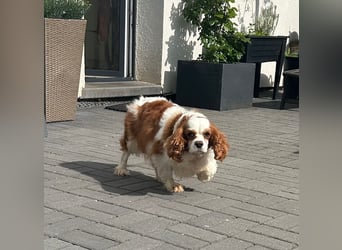 Amanda, süße Cavalier King Charles Dame geb. 03/2019