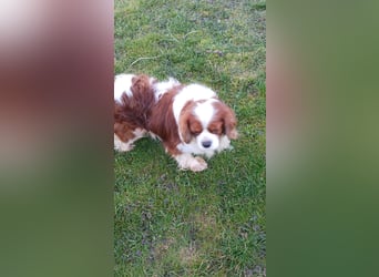Cavi, hübscher Cavalier King Charles Spaniel