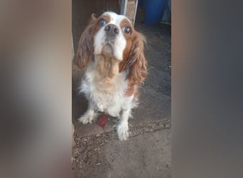 Mika, süße Cavalier King Charles Spaniel Hündin geb. 05/2019