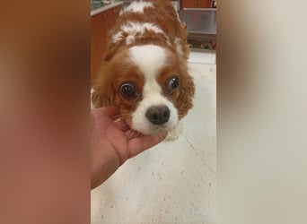 Collie, süße Cavalier King Charles Spaniel Hündin geb. 12/2021