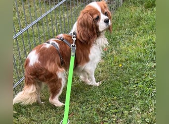 Ribizli, hübsche Cavalier King Charles Spaniel Hündin geb. 01/2019