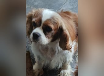 Maszi, schüchterne Cavalier King Charles Spaniel Hündin geb.12/2019