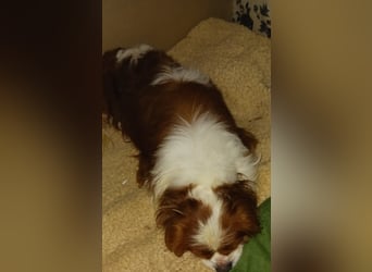 Cavi, hübscher Cavalier King Charles Spaniel