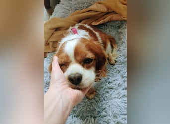 Panka, liebe Cavalier King Charles Spaniel Hündin geb. 12/2017